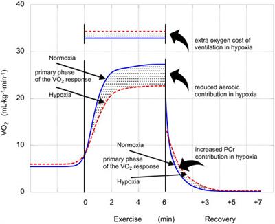 Calculation of a conversion factor for estimating the glycolytic contribution in exercise from post-exercise blood lactate concentration